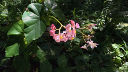 Begonia minor, 2022-02-03