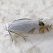 Leucoptera laburnella - Photo (c) simondenis142857, algunos derechos reservados (CC BY-NC), subido por simondenis142857