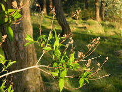 Philadelphus lewisii