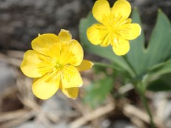 Ranunculus hybridus
