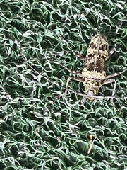 Macropophora trochlearis