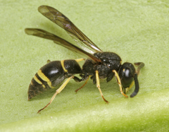 Ancistrocerus trifasciatus