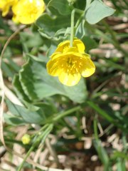 Ranunculus hybridus