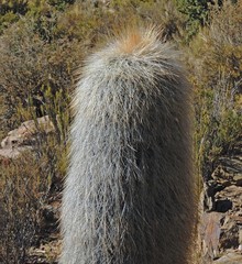 Trichocereus tarijensis