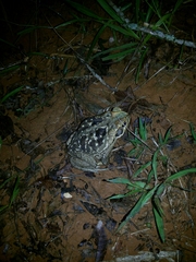 Rhinella diptycha