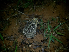Rhinella diptycha