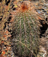 Trichocereus tarijensis