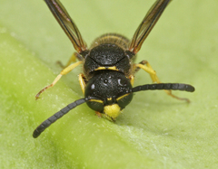 Ancistrocerus trifasciatus