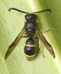 Ancistrocerus trifasciatus