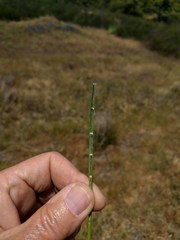 Juncus dubius