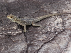 Oplurus quadrimaculatus