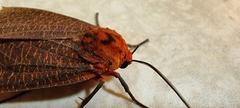 Mazaeras