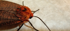 Mazaeras
