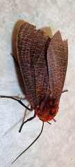 Mazaeras