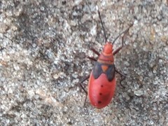 Probergrothius