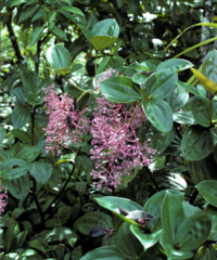 Medinilla speciosa