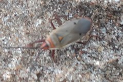 Probergrothius