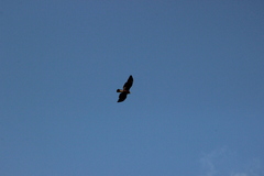 Geranoaetus albicaudatus