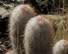 Oreocereus trollii