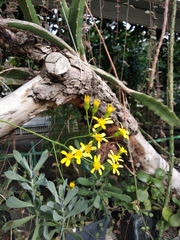 Senecio decaryi