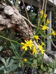 Senecio decaryi