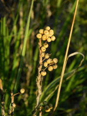 Toxicodendron rydbergii