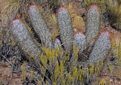 Oreocereus trollii