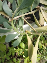 Senecio decaryi