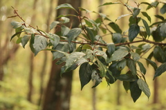 Endiandra muelleri bracteata