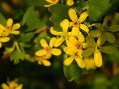Ribes aureum