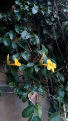 Adenocalymma marginatum