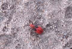 Probergrothius