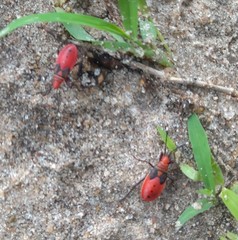 Probergrothius