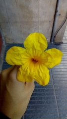 Adenocalymma marginatum