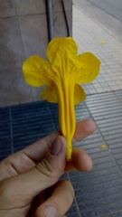 Adenocalymma marginatum