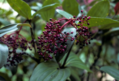 Medinilla speciosa