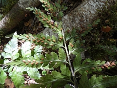 Asplenium bulbiferum