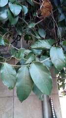 Adenocalymma marginatum