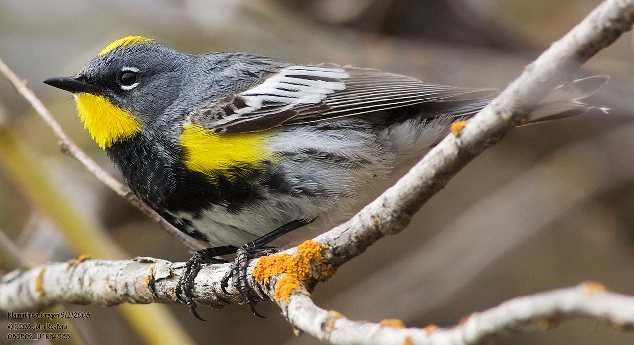 Yellow-rumped Warbler (Setophaga coronata)