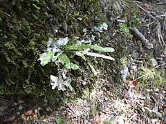 Notogrammitis billardierei