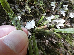 Notogrammitis billardierei