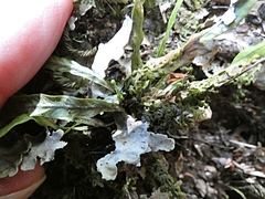 Notogrammitis billardierei