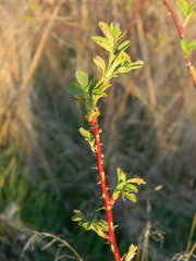 Rosa woodsii