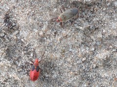 Probergrothius