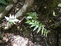 Asplenium bulbiferum