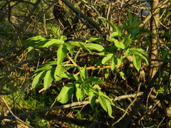 Sambucus cerulea
