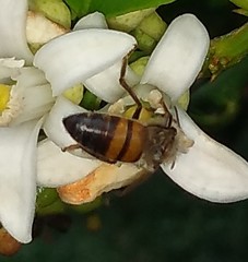 Apis mellifera