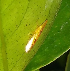 Cicadellidae