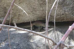 Sceloporus hunsakeri
