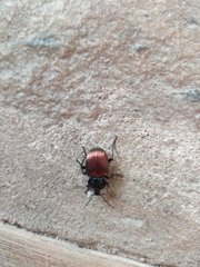 Brachygnathus festivus